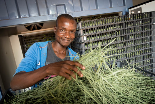 Personne travaillant dans une plantation de citronnelle au Malawi Kanthé marque de thé et infusions d'Afrique